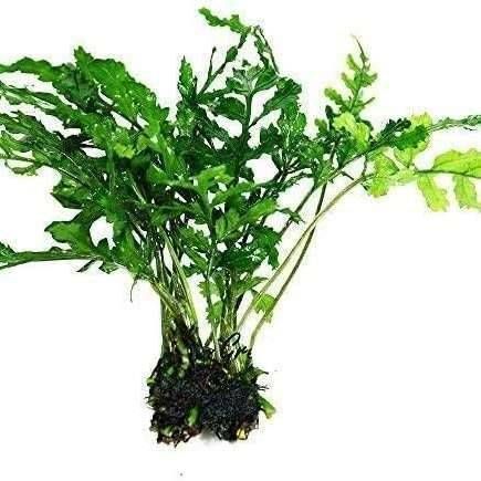گیاه بولبتیس