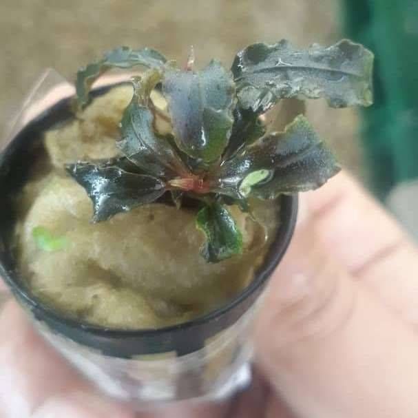 گیاه بوسفلاندرا ژاپنی