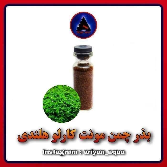 بذر چمن مونت کارلو هلندی