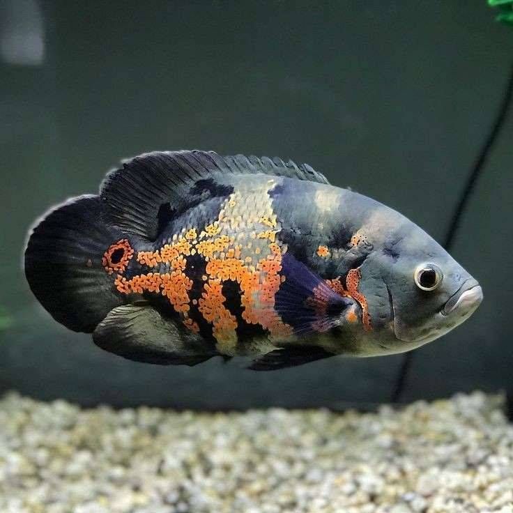 سیچلاید اسکار تایگر 20cm