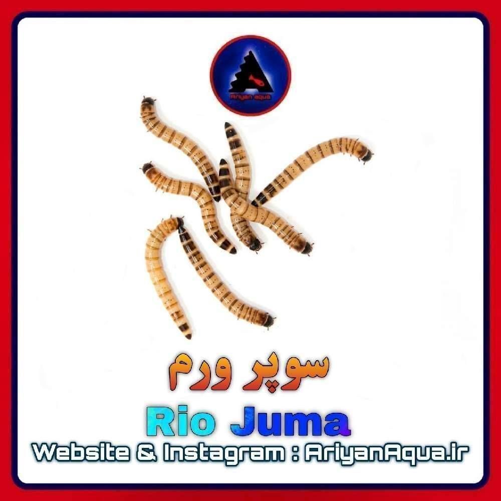 غذای سوپر ورم خشک Rio Juma
