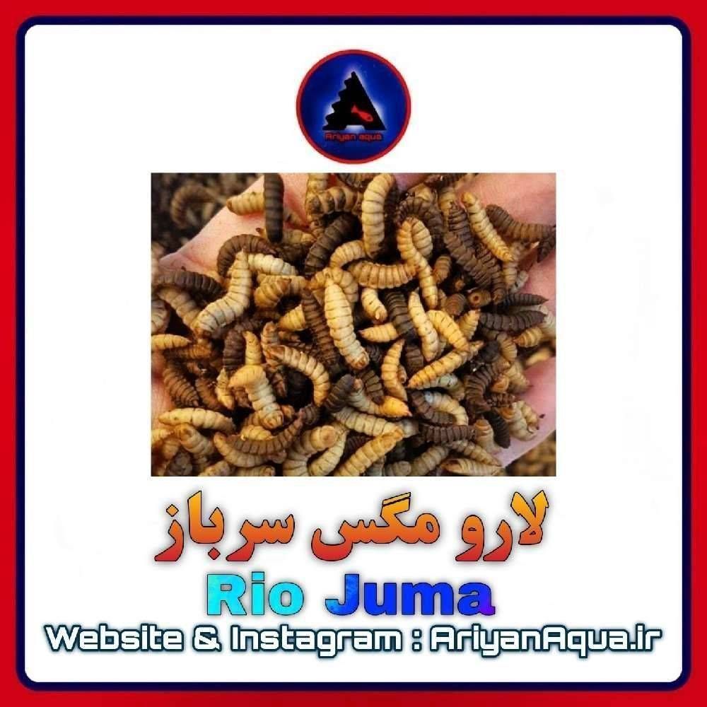 غذای لارو مگس سرباز خشک Rio Juma