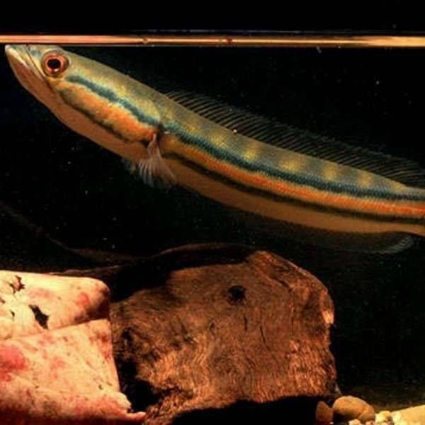 چانا سرماری رد جاینت 30cm