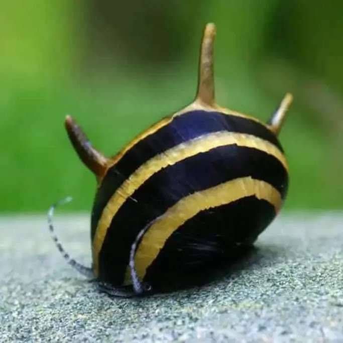 حلزون شاخدار