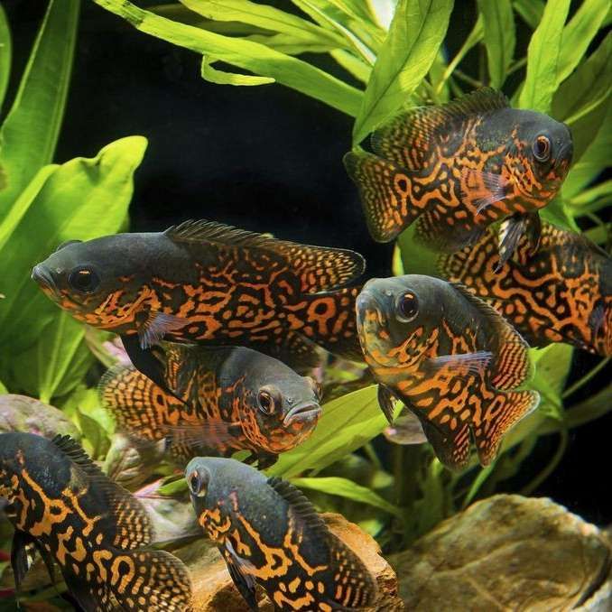 سیچلاید اسکار تایگر
