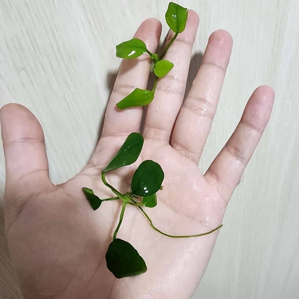 گیاه آنابیاس کوچک