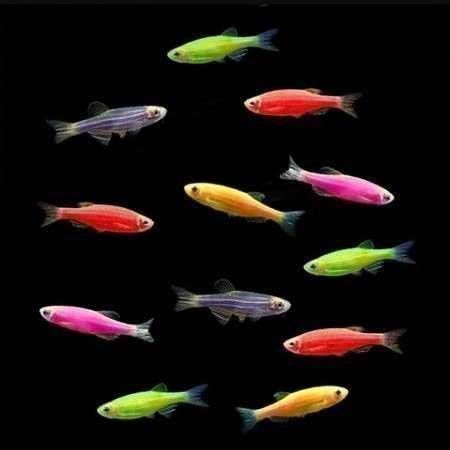 زبرا رنگی