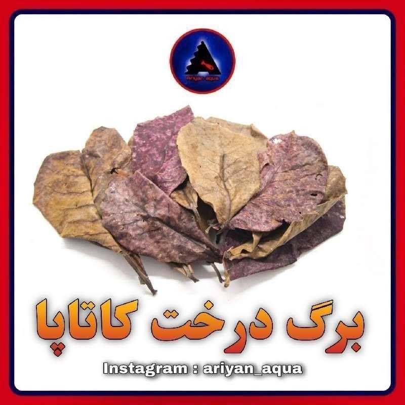 برگ کاتاپا