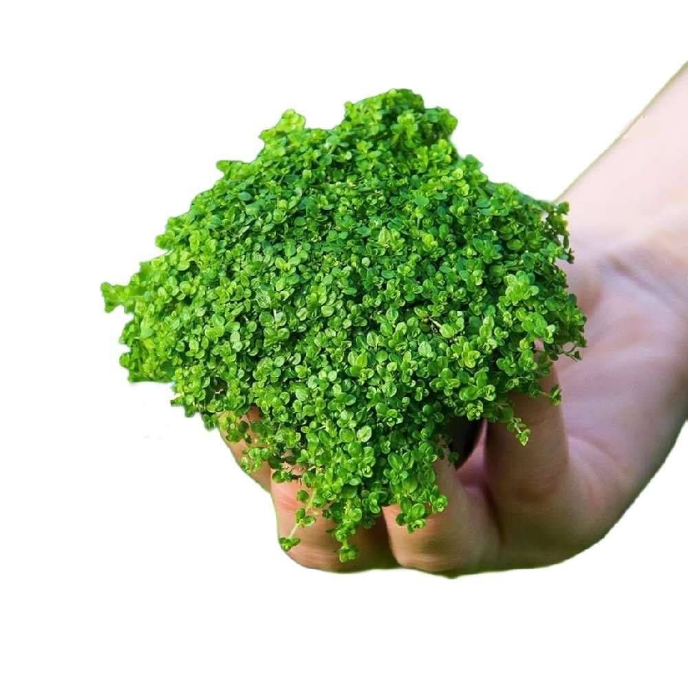چمن مونت کارلو (کشت آب)