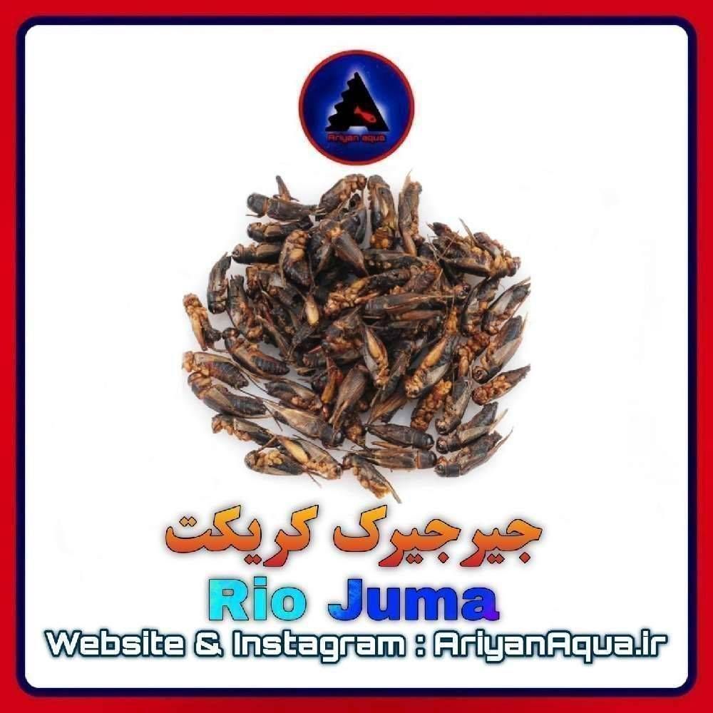 غذای جیرجیرک کریکت خشک Rio Juma