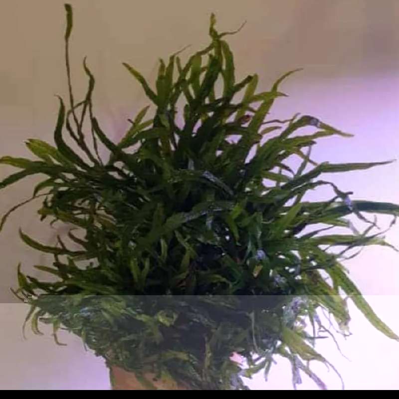 گیاه جاوا مادری