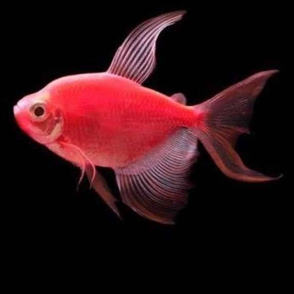 کالر ویدو قرمز