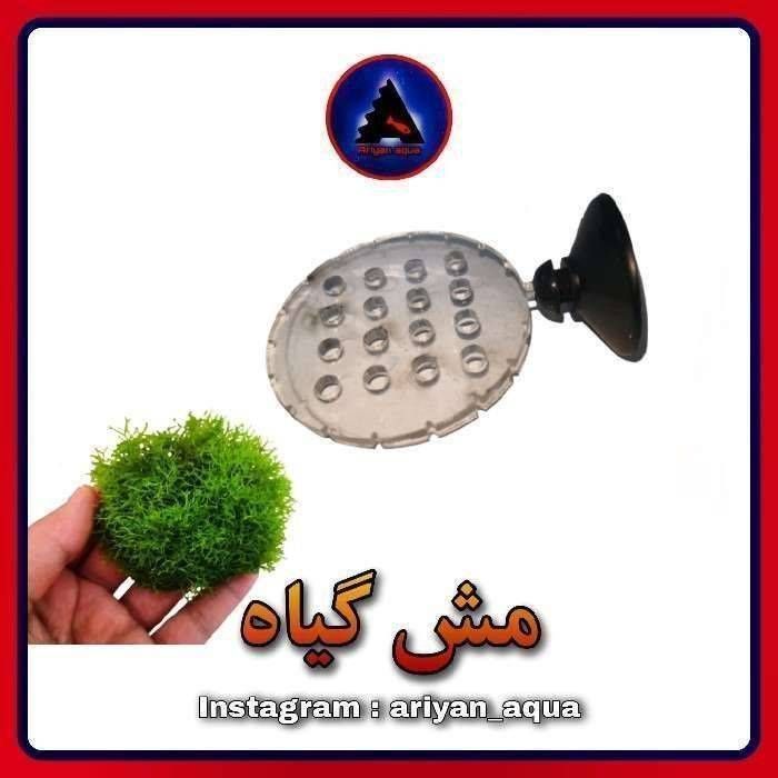 مش گرد گیاه