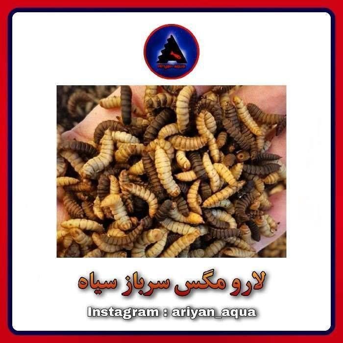 غذای لارو مگس سرباز سیاه خشک (100 گرم)