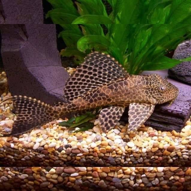 کتفیش پلنگی 20cm