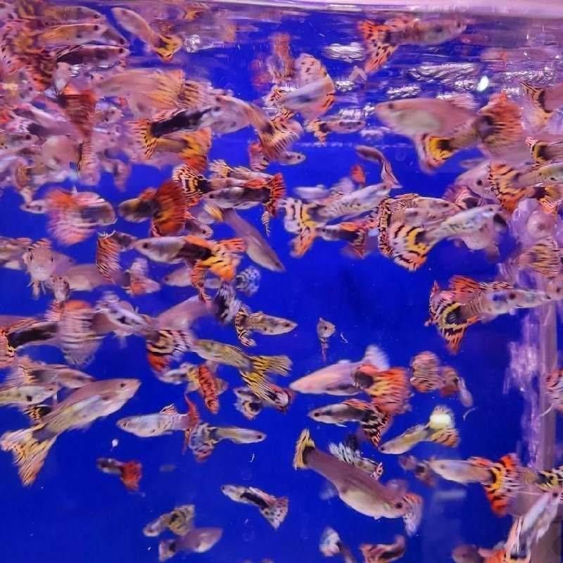 گوپی میکس درشت
