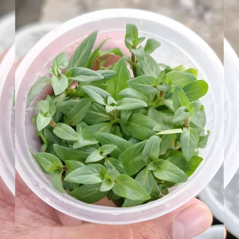 گیاه استروژن ریپن (کشت بافت)